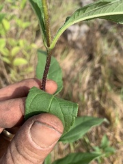 Helianthus tuberosus