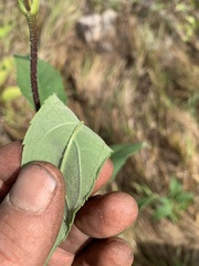 Helianthus tuberosus