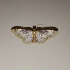 Idaea filicata