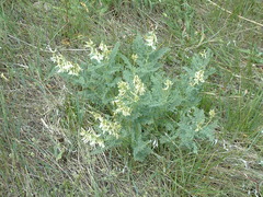 Astragalus drummondii