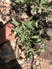 Chamaesaracha sordida