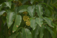 Protium heptaphyllum heptaphyllum