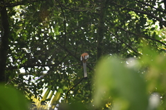 Dendrocitta vagabunda
