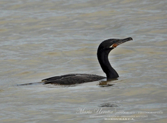 Nannopterum brasilianum