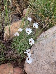 Dimorphotheca nudicaulis