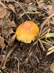 Amanita flavoconia