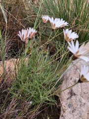 Dimorphotheca nudicaulis