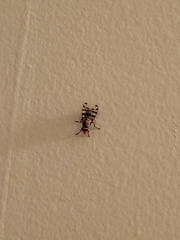 Otitinae