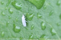 Coniopterygidae