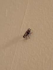 Otitinae