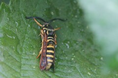 Pennisetia marginatum