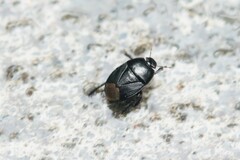 Pangaeus bilineatus