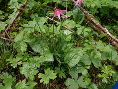 Erythronium revolutum