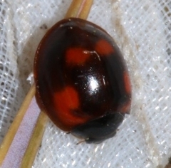 Exochomus quadripustulatus