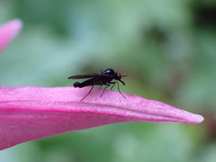 Brachycera