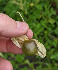 Physaleae