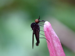 Brachycera