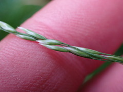 Poa marcida