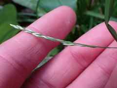 Poa marcida