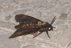 Acherontia atropos