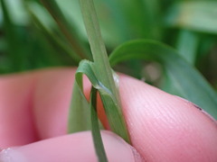 Poa marcida