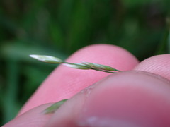 Poa marcida