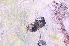 Clibanarius erythropus