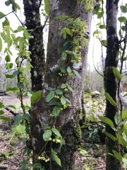 Boquila trifoliolata