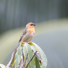 Foudia madagascariensis