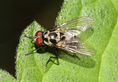 Anthomyia procellaris
