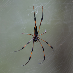 Trichonephila inaurata