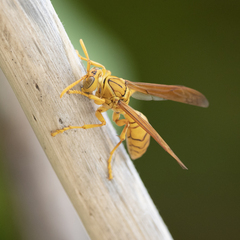 Polistes olivaceus
