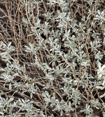 Artemisia bigelovii