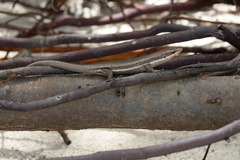 Trachylepis sechellensis