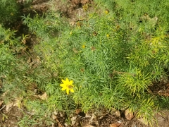 Coreopsis verticillata