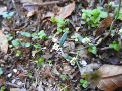 Polygonum arenarium