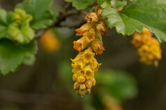 Ribes punctatum