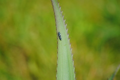 Balacha melanocephala