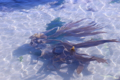 Saccorhiza polyschides