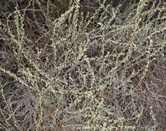Artemisia bigelovii
