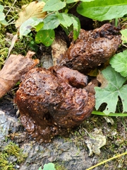 Pisolithus tinctorius