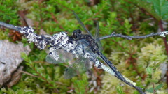Leucorrhinia dubia