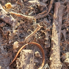 Litaneutria ocularis