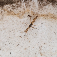 Litaneutria ocularis