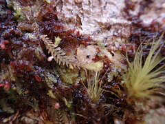 Douinia ovata