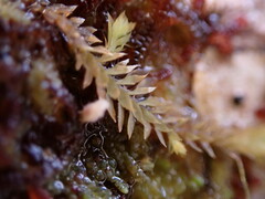 Douinia ovata