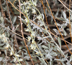 Artemisia bigelovii