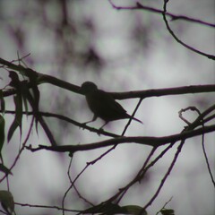 Chlorophonia elegantissima