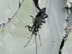 Acanthocephala thomasi