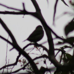 Chlorophonia elegantissima
